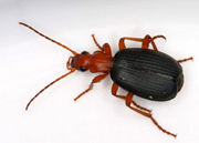 Dragon_bombardier-beetle