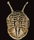 Ev-Trilobite