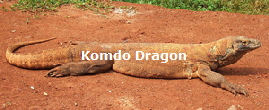 Dragon_Komodo