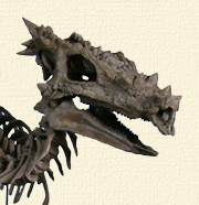 Dragon_Dracorex