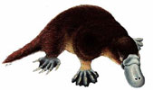 Yosemite_Platypus